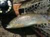 A Patuxent River Brown